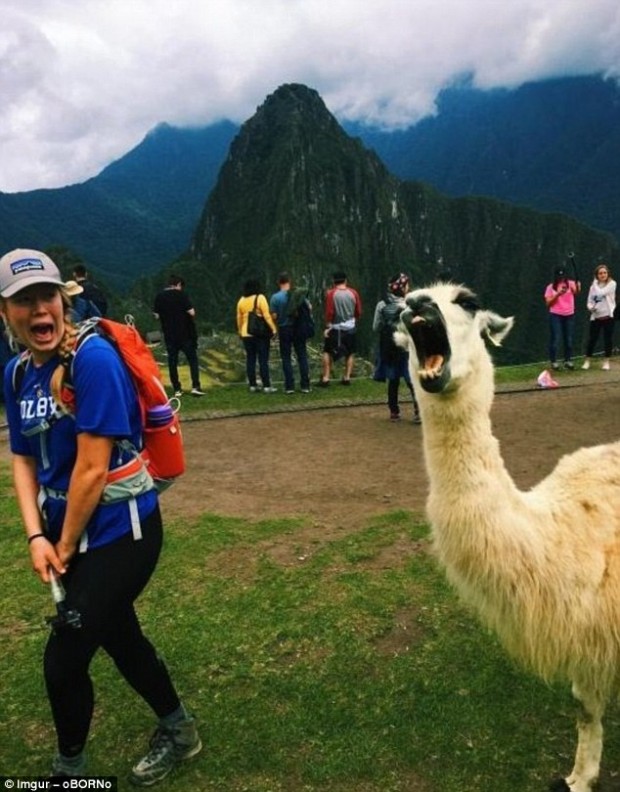 1. Machu Picchu'da yürüyüşte olan kadın karşısına aniden çıkan alpakadan korkmuşa benziyor.