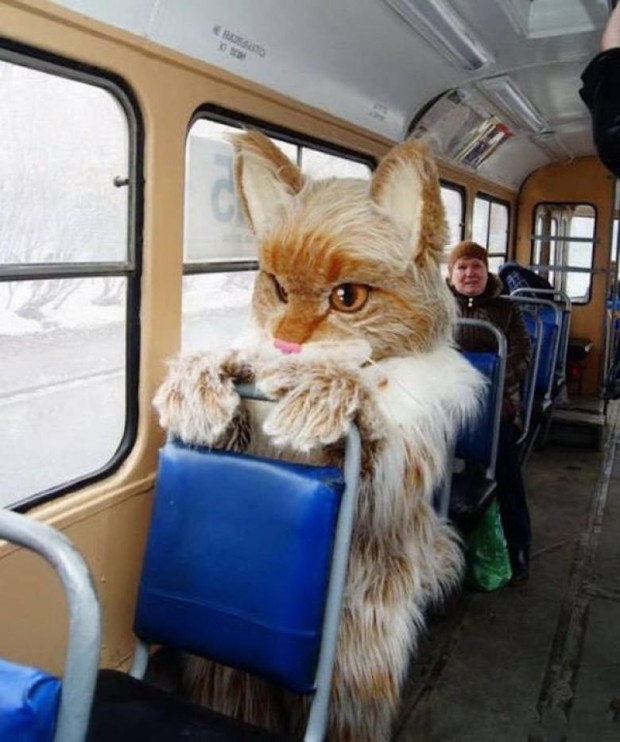 3. Kocaman kedi otobüste!
