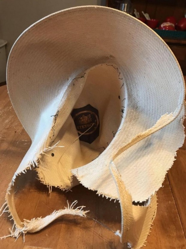 Köpek, 300 dolarlık şapkayı halletmiş