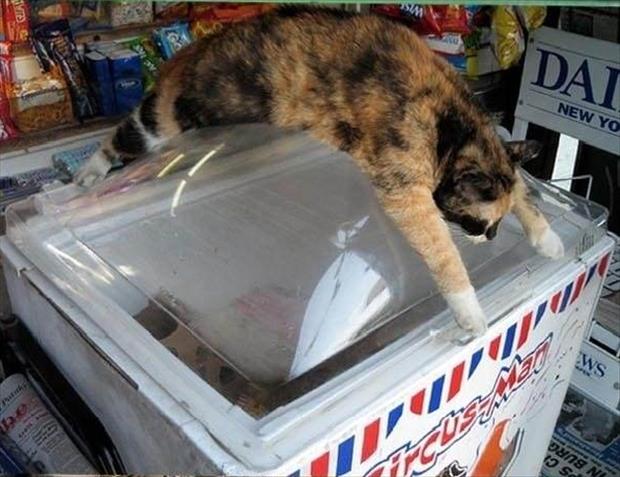 6. Sıcak mağduru kedicik buzdolabında!
